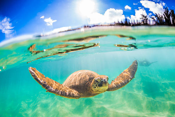 istock Hawaiian Green Sea Turtle 626537000