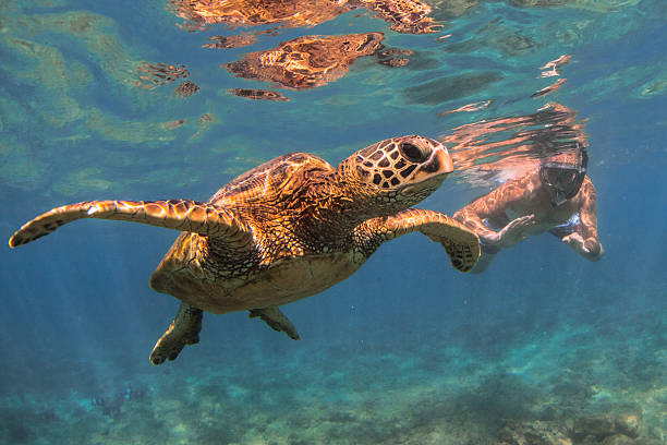 istock Hawaiian Green Sea Turtle 626537058