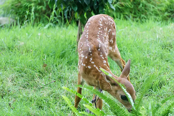 Whitetail Deer Fawn from Nicaragua, Centralamerica.