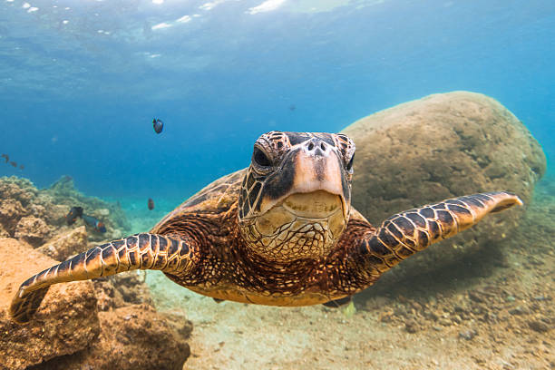 istock Hawaiian Green Sea Turtlesa 626537174