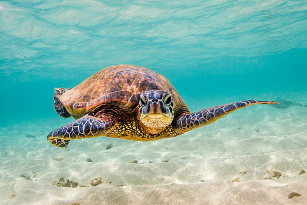 istock Hawaiian Green Sea Turtle 626537234