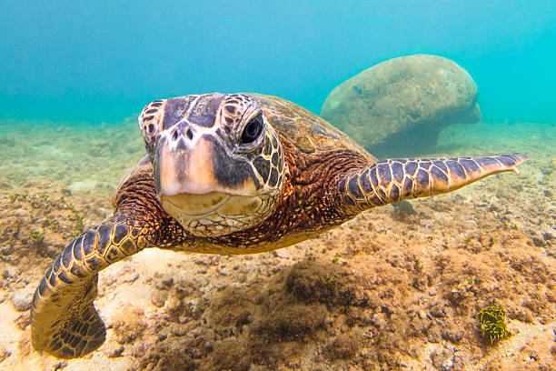 istock Hawaiian Green Sea Turtle 626537986