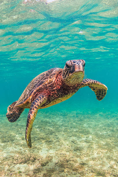 Hawaiian Green Sea Turtle A Hawaiian Green Sea Turtle cruises in the warm waters of the pacific Ocean in Hawaii north shore stock pictures, royalty-free photos & images
