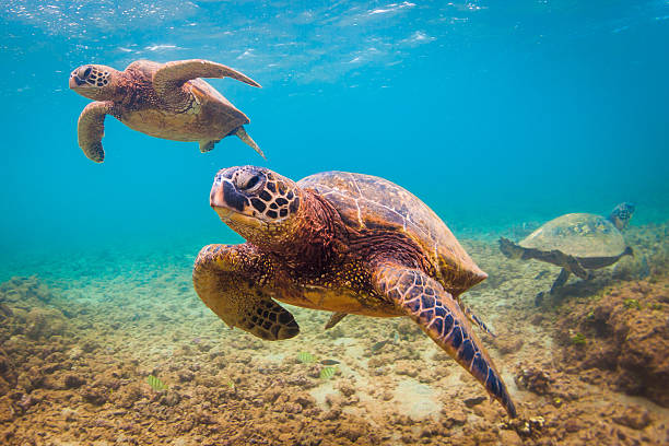 istock Hawaiian Green Sea Turtle 626538164