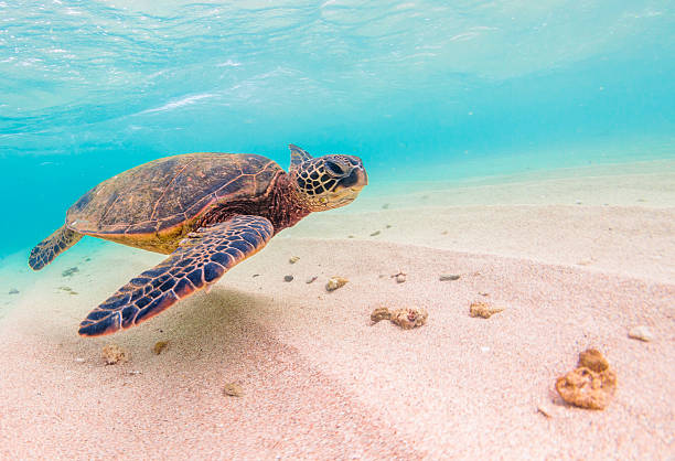 istock Hawaiian Green Sea Turtle 626538222