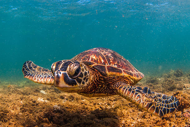 istock Hawaiian Green Sea Turtle 626538688