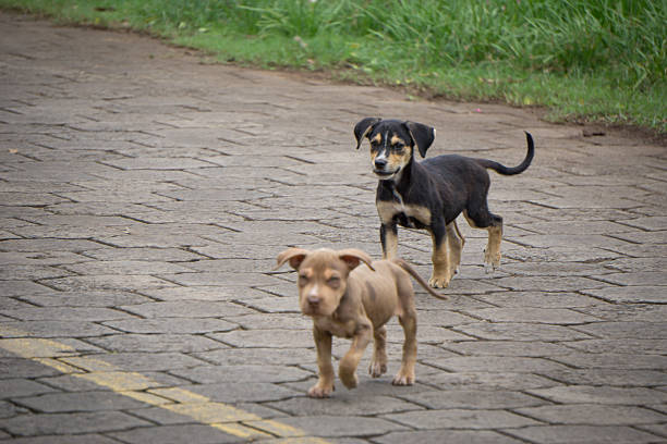 istock two poor little dogs losts on street 626539598