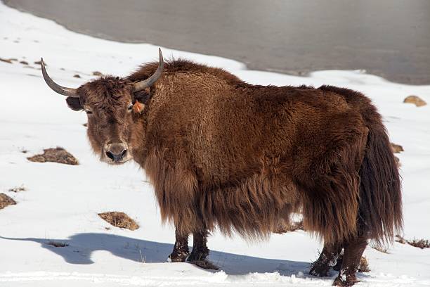 Brown Yak On Snow Background Stock Photo - Download Image Now - Yak,  Agriculture, Animal - iStock