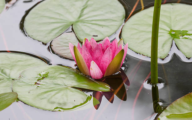 istock Summer flowers series, beautiful water lily in pond. 626540326