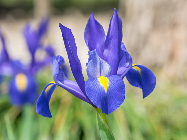 istock Summer flowers series, beautiful purple iris flower. 626540698