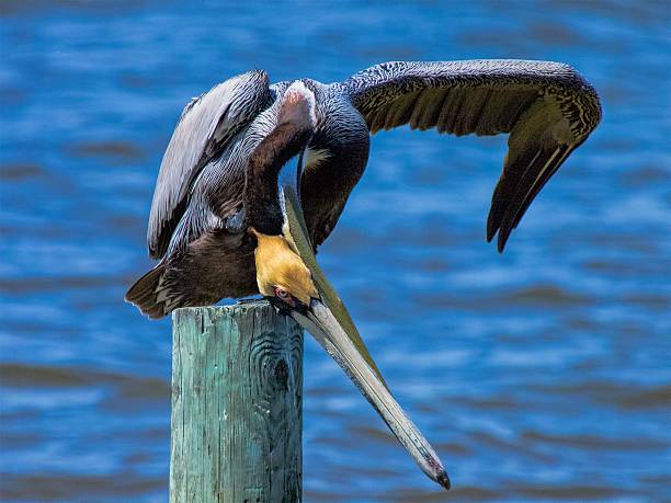 istock Pelican on the Water 626540748