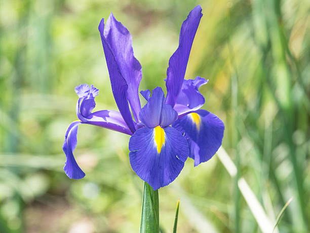 istock Summer flowers series, beautiful purple iris flower. 626540846