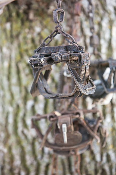 istock Laminated Foot Hold Traps For Coyote Hanging in Tree 626540938
