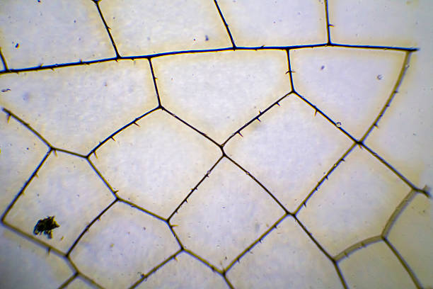 microscopic image of an insect wing - small plant cell high scale magnification cell imagens e fotografias de stock