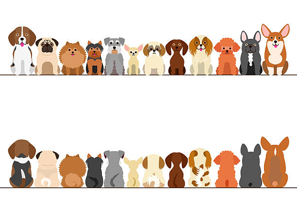 ilustraciones, imágenes clip art, dibujos animados e iconos de stock de conjunto de fronteras para perros pequeños, vista frontal y vista trasera - shih tzu cute animal canine