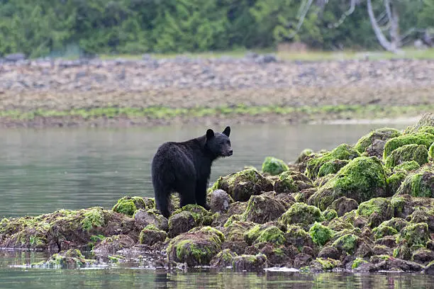 Black bear standing on rocks at low tide with green seaweed Tofino British Columbia Canada