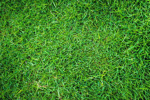 hierba de fondo natural - on top of grass scenics field fotografías e imágenes de stock