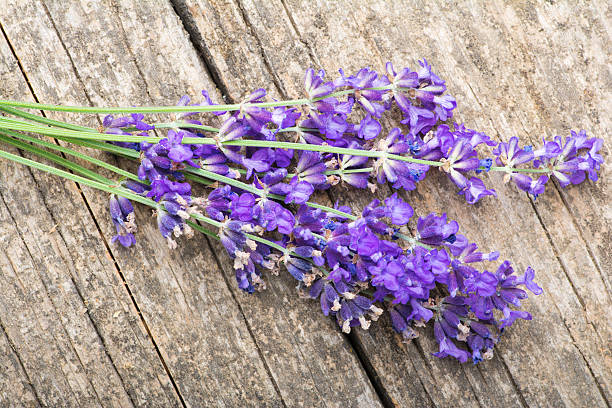 Lavender Bunch stock photo