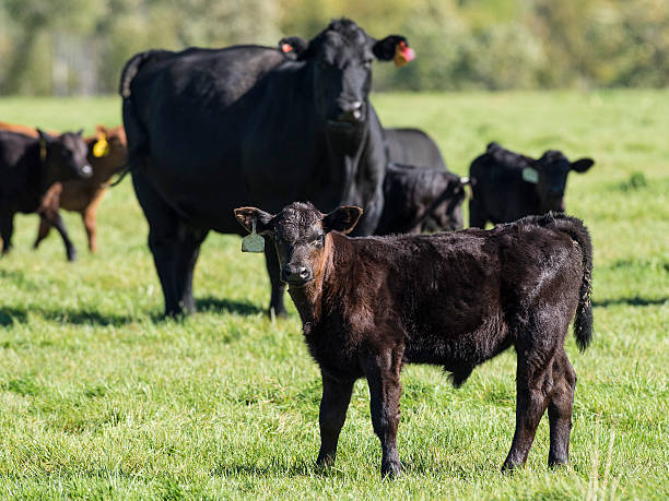 Black Angus Cattle A herd of Black Angus Cattle calf ranch field pasture stock pictures, royalty-free photos & images