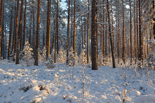 istock On a sunny winter day in the pine forest. 626543328