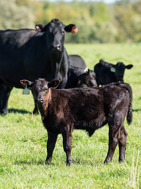 Black Angus Cattle stock photo