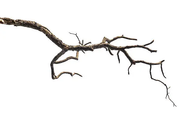 Photo of Tree branch isolated on white background