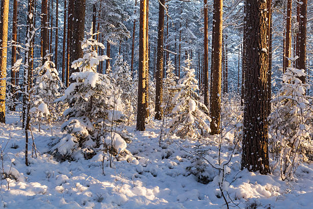 istock On a sunny winter day in the pine forest. 626544204