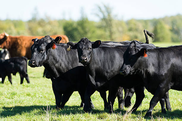 Black Angus Beef Cows A herd of Black Angus Beef Cows calf ranch field pasture stock pictures, royalty-free photos & images