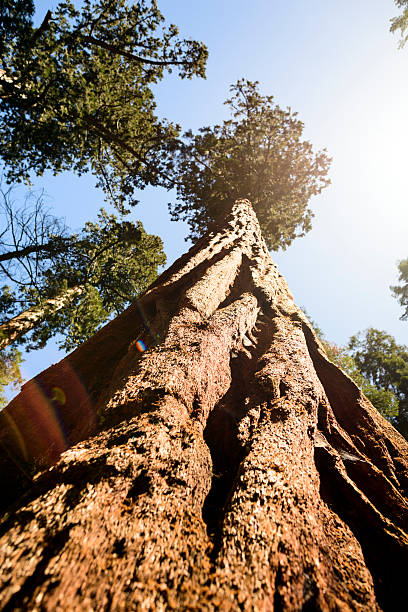 istock Giant Trees In Sequoia National Park On A Clear Day 626546706