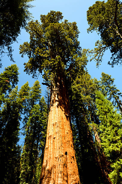 istock Giant Trees In Sequoia National Park On A Clear Day 626546714