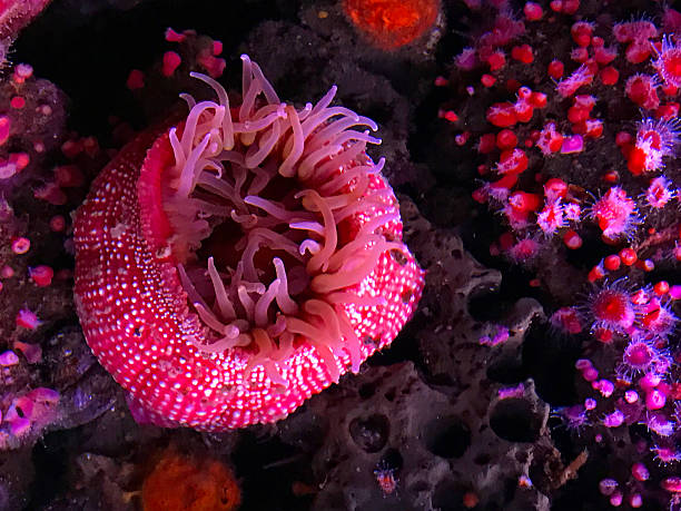 istock Colorful Sea Anemones 626547358