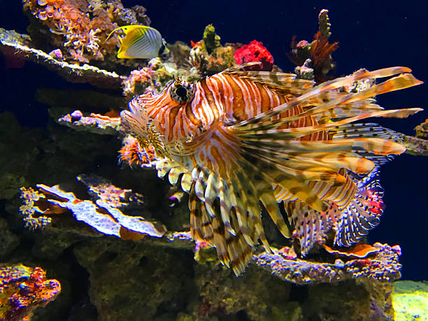 Lionfish Lionfish swimming in aquarium. pterois radiata stock pictures, royalty-free photos & images