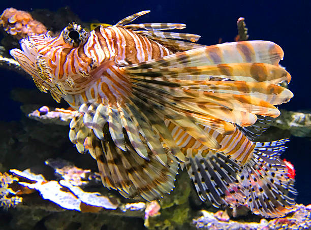 Lionfish Lionfish swimming in aquarium. pterois radiata stock pictures, royalty-free photos & images