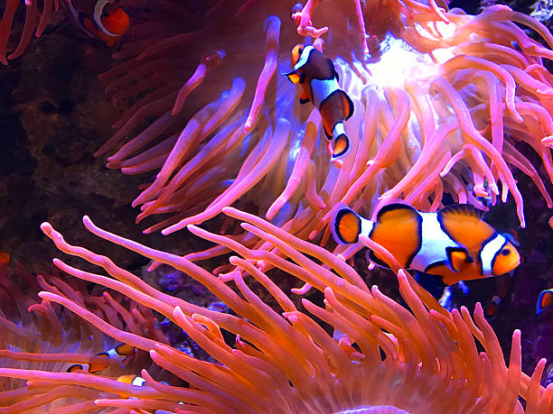 istock Clown Fish in Sea Anemone 626548016