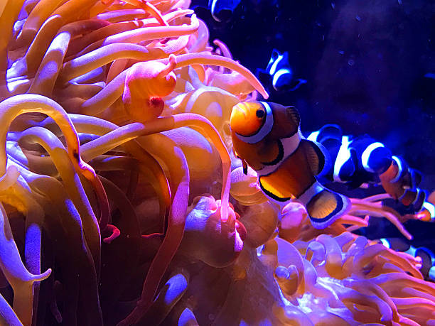 istock Clown Fish in Sea Anemone 626548286