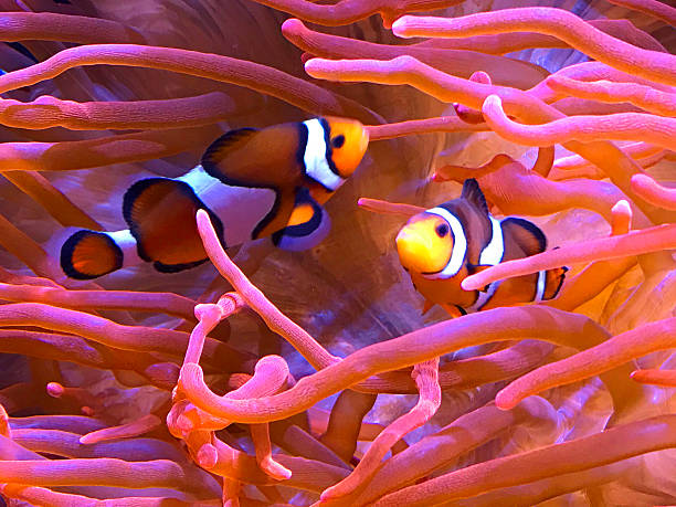 istock Clown Fish in Sea Anemone 626548362