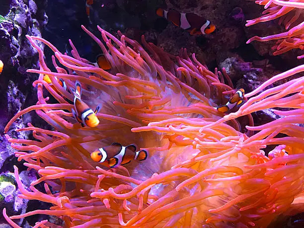 Small clown fish taking shelter in sea anemones.