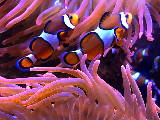 istock Clown Fish in Sea Anemone 626548578