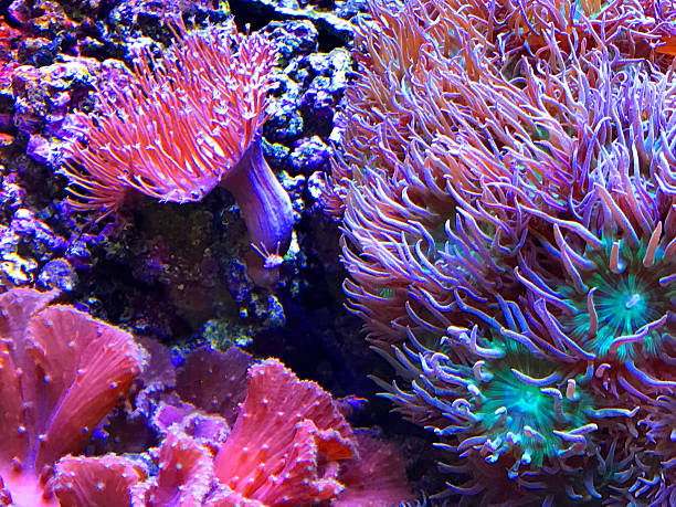 istock Colorful Sea Anemones 626548810