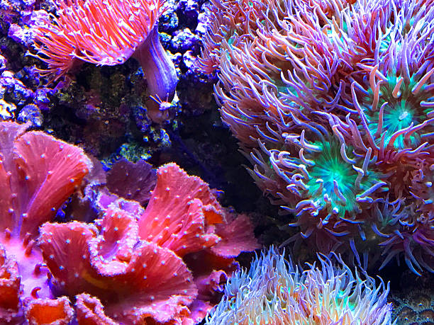 istock Colorful Sea Anemones 626548824