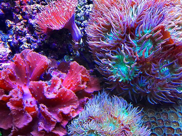 istock Colorful Sea Anemones 626548852