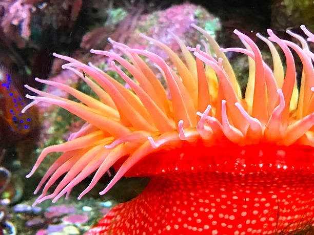 istock Colorful Sea Anemones 626549112
