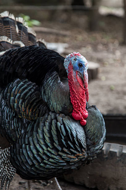istock Domestic Tom Turkey, Meleagris gallopavo 626549488
