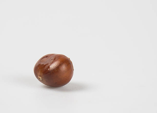 istock Close up of chestnut 626549522