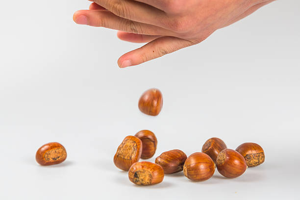 istock Close up of chestnut 626549722
