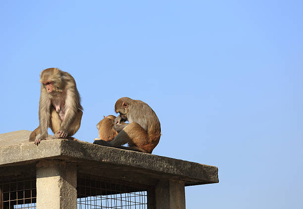 istock Monkey picking lice in Swayambhunath, Kathmandu, Nepal, 626549804