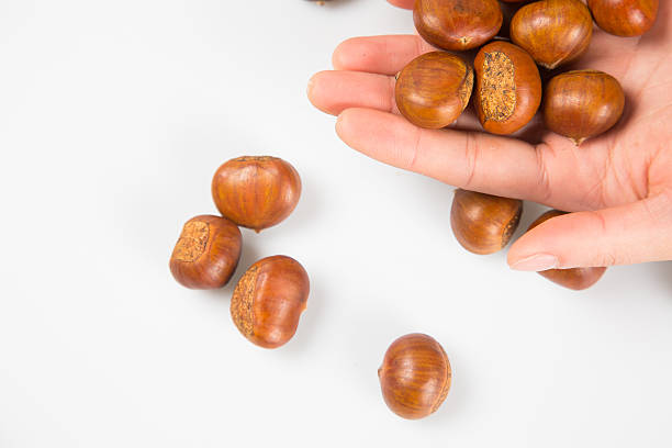 istock Close up of chestnut 626550110