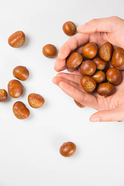istock Close up of chestnut 626550218