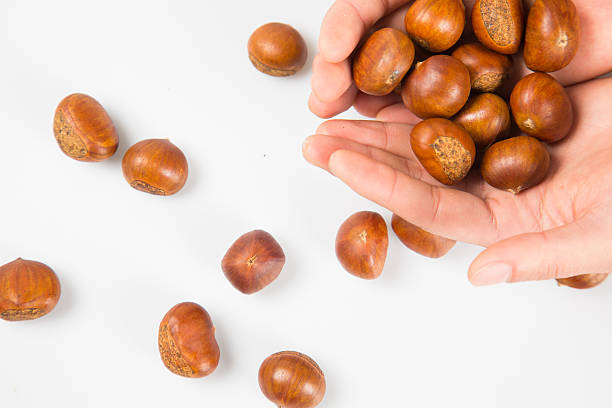istock Close up of chestnut 626550294