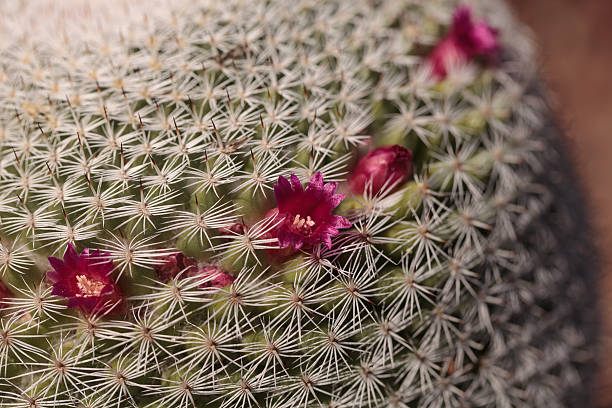 istock Mammillaria geminispina 626550504